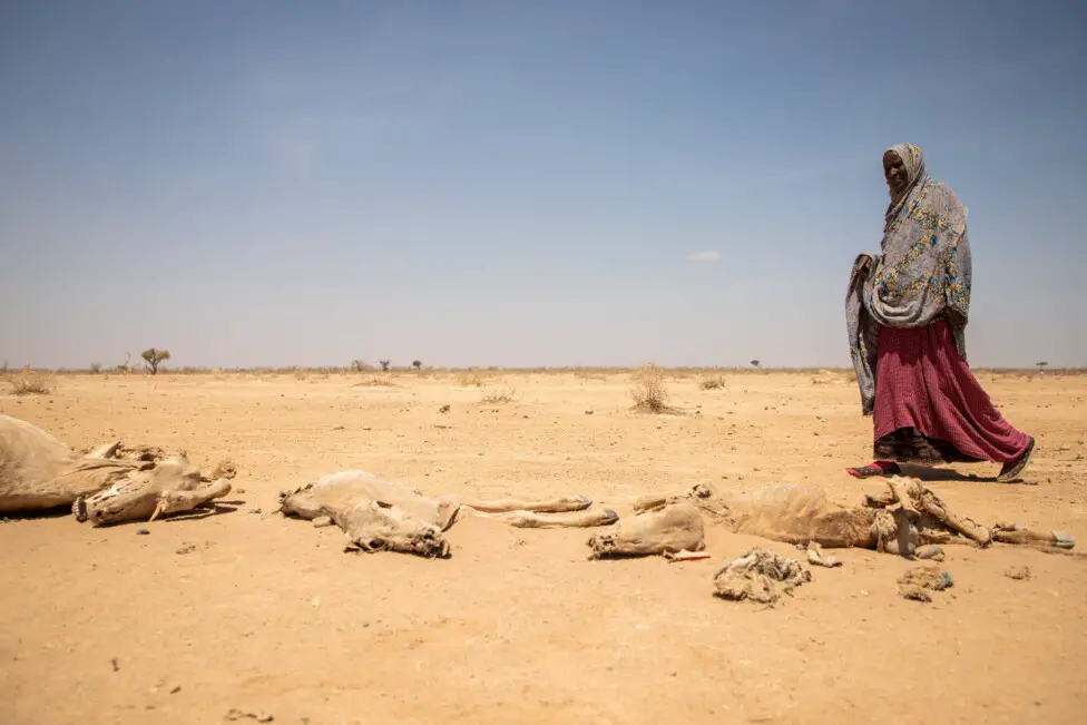 Alemanha ajuda vítimas da seca na África Oriental