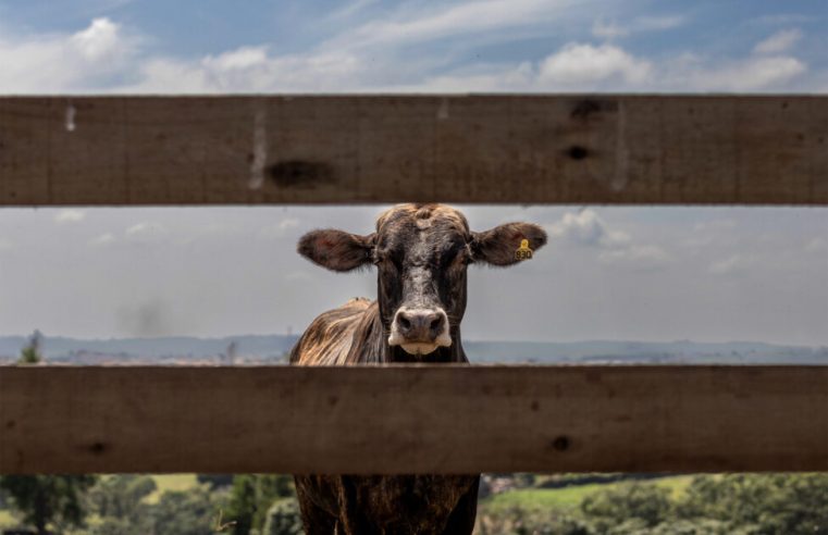 A lei da UE contra o desmatamento, um teste para a agricultura sul-americana