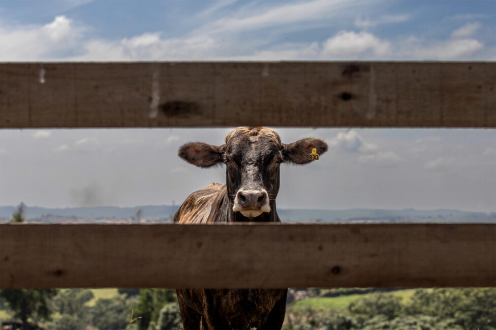 A lei da UE contra o desmatamento, um teste para a agricultura sul-americana