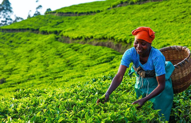 Mulheres africanas impulsionam a inovação e a criatividade na agroindústria