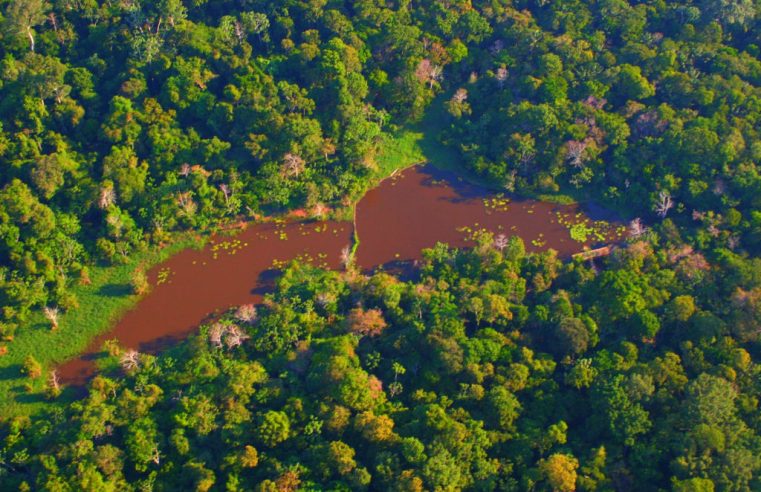 Com Lula, desmatamento anual da Amazônia tem queda de 22%