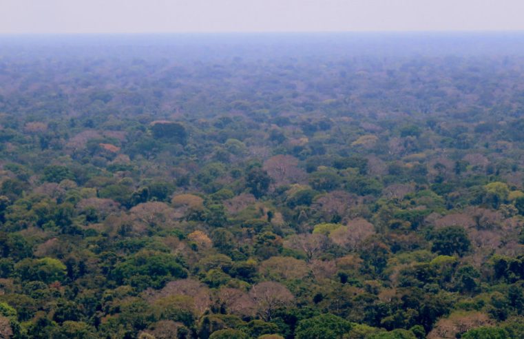 Queda de 50% do desmatamento na Amazônia e posse de Javier Milei são destaques da mídia internacional