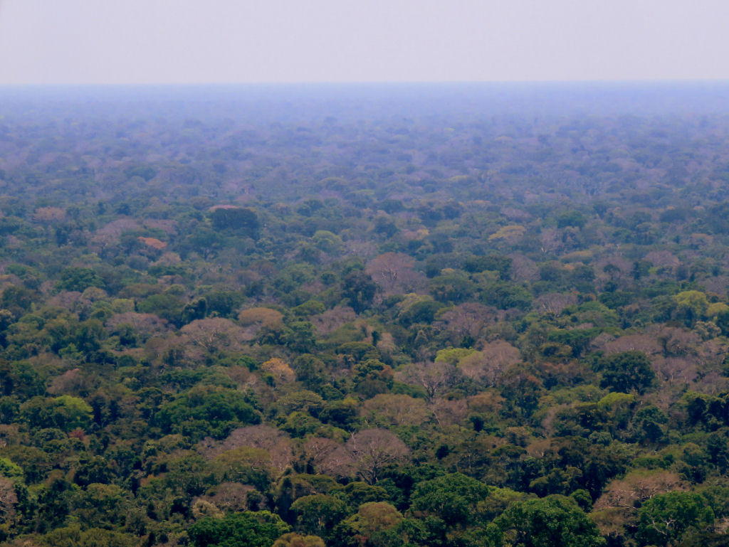 Queda de 50% do desmatamento na Amazônia e posse de Javier Milei são destaques da mídia internacional