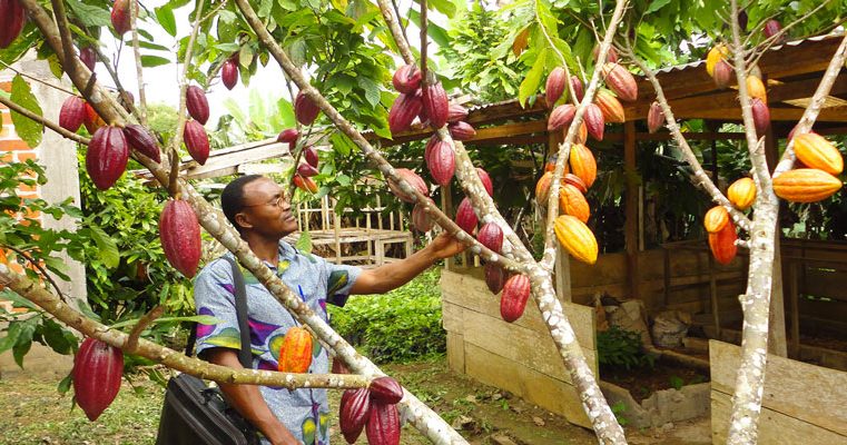 FAO lança três programas no valor de 2,9 bilhões de dólares