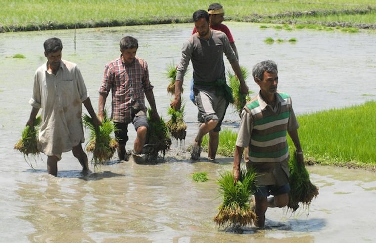 Agricultores castigam nas urnas a política agrária indiana em meio à crise climática